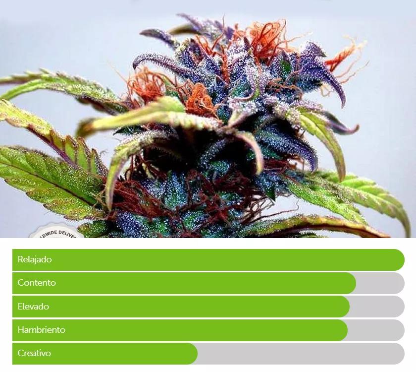 RAINBOW: Es el equivalente fumeta de la copa de vino. El puntito justo para relajarse sin pasarse de la raya.