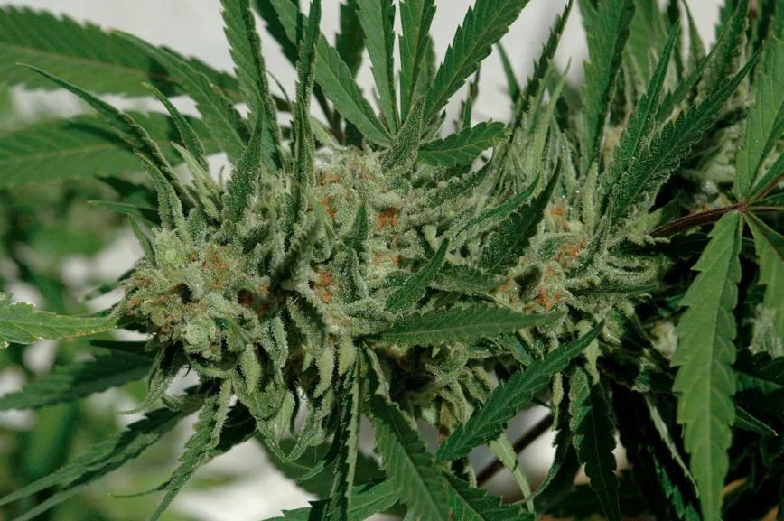 A simple vista ya se ve cuáles son las hojas que hay que recortar