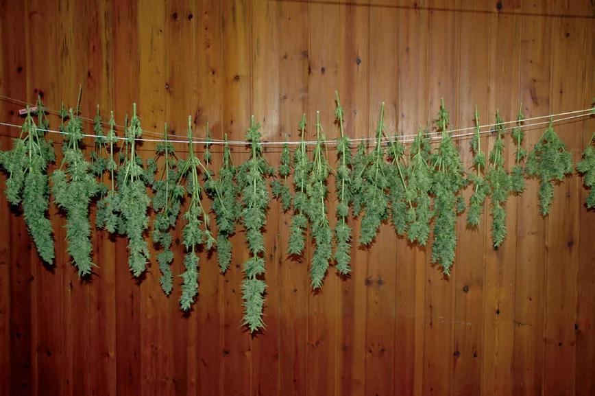 Cuelga las plantas separadas y se secarán más rápido