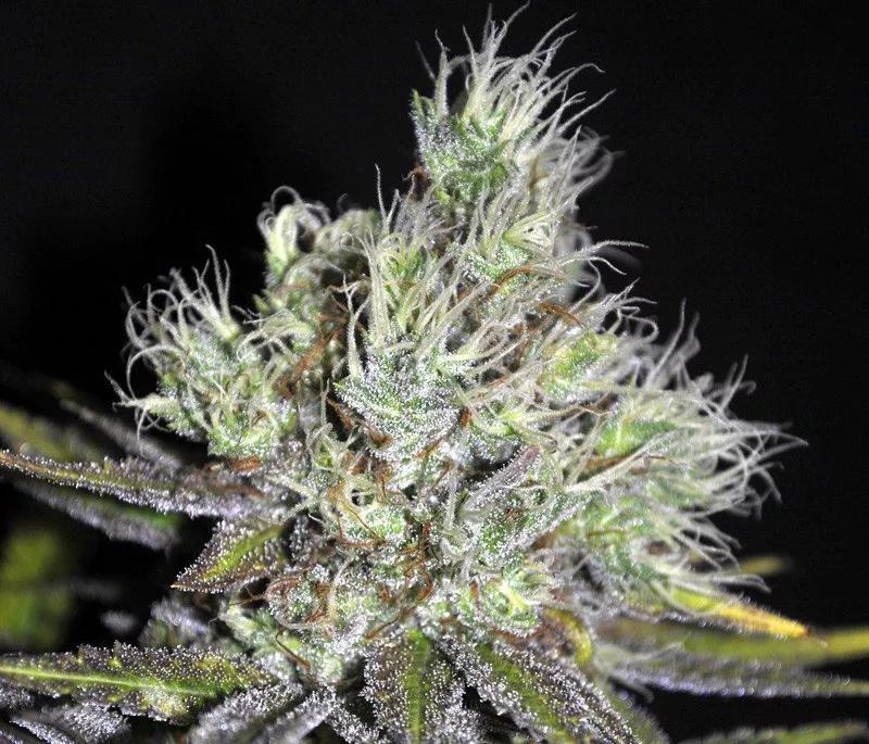 MEDIHAZE: Sativa es rica en CBD con efecto vigorizante. Va bien cuando te ves acorralado por la realidad y necesitas escapar del estrés.