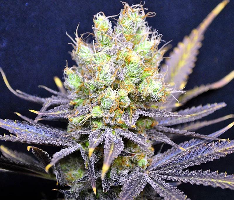 NORDLE: Mezcla de Afghani y Skunk, esta variedad híbrida es una 1:1 de ratio de efecto suave que ayuda con el dolor y los espasmos musculares. Te puede colocar pero no demasiado.