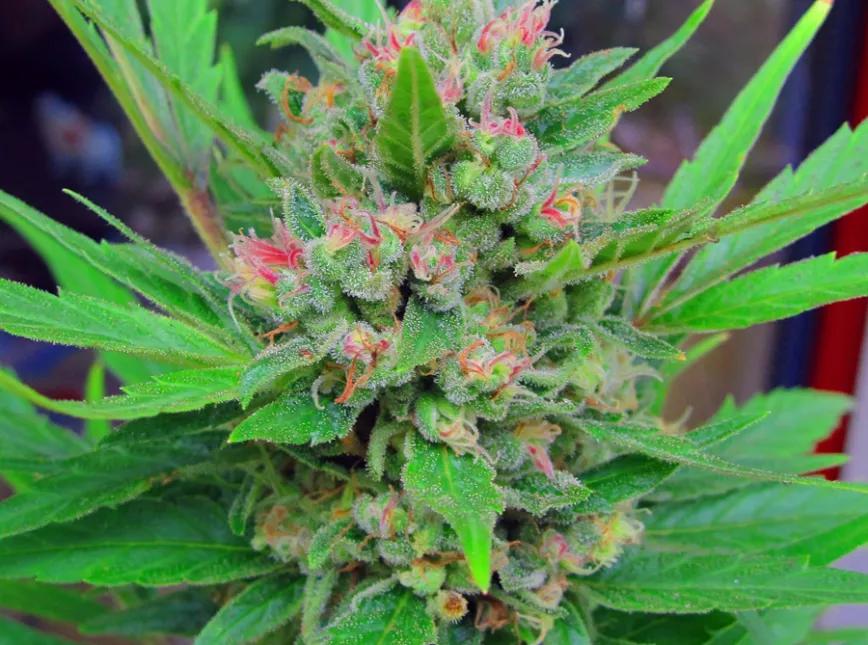 CRITICAL MASS: Otra índica con alto THC pero a la que acompaña unos suaves porcentajes de CBD (2-7%) que compensan el subidón con alivio para el dolor.