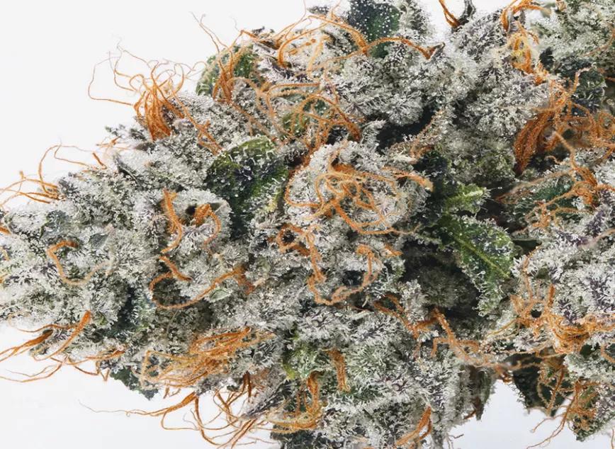  Kush Mountains de Cannabiotix: Una variedad que ha ganado varias de las copas cannábicas de High Times tenía que estar entre las diez mejores del año.