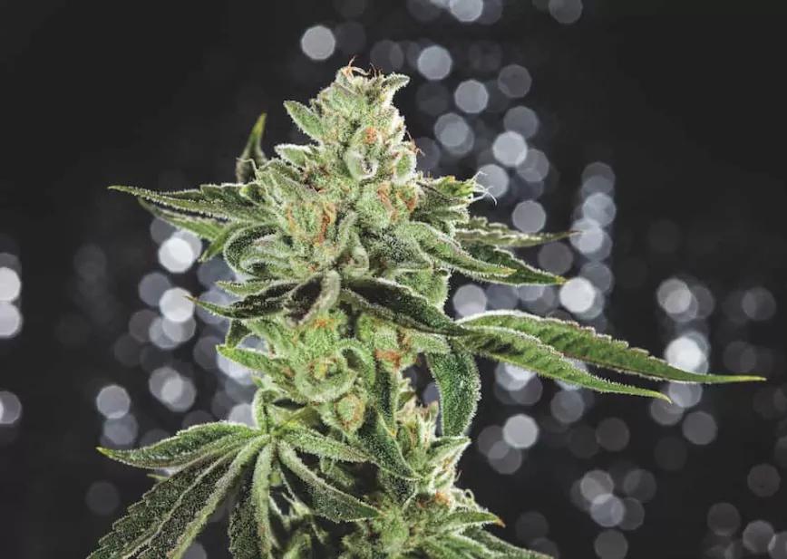  Mega Queso de Nameless Genetics: 1er premio de la SoCal de California es una híbrida sativa dominante que combina lo mejor de los dos mundos: anima el espíritu y calma los ánimos.