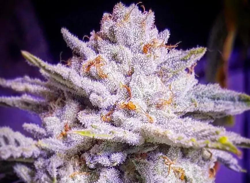 Mandarin Cookies de Ethos Genetics: Indica dominante feminizada alcanza en algunos test un total de 30% de THC.