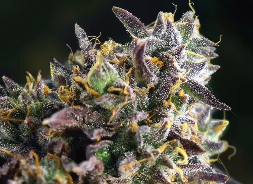 French Cookies de TH Seeds: Variedad que nace de una Legendary Platinum Cookies durante un viaje a Cali del equipo de TH Seeds. El subidón es eufórico e ayuda a inspirar grandes ideas.