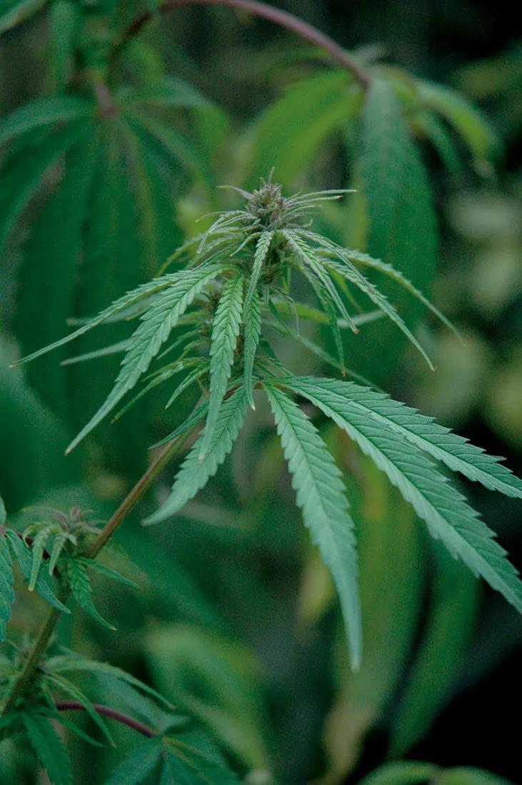 Si hace frío los cogollos no engordan