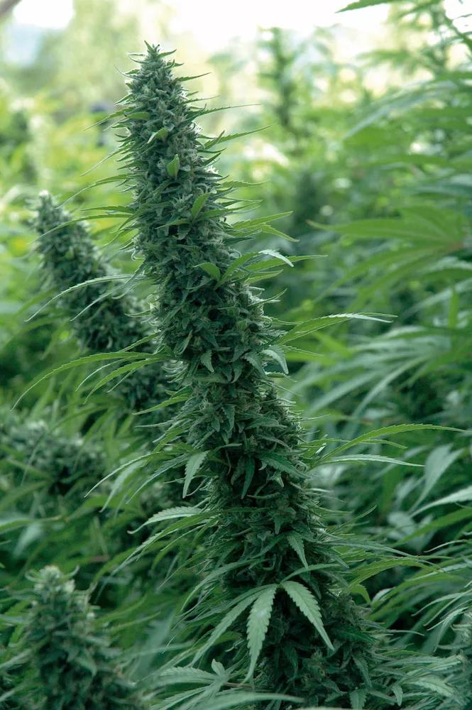 El cultivo ecológico no es incompatible con una alta producción