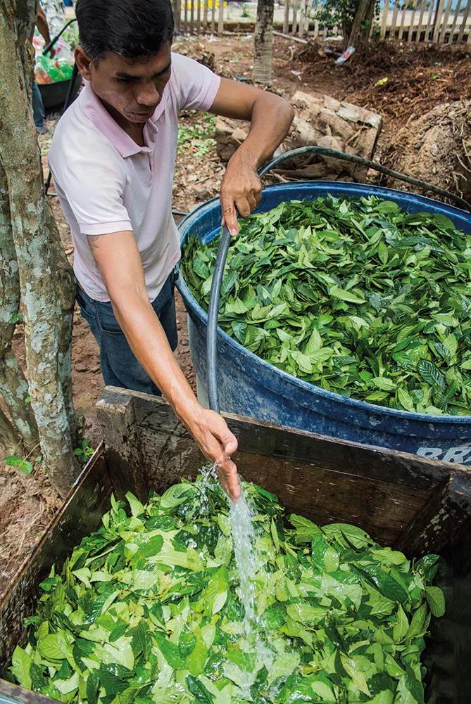 Almacenamiento de ayahuasca