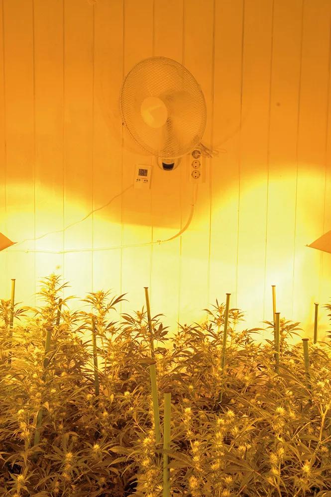Producir luz y combatir el calor son esenciales para el cultivo y requieren mucha electricidad