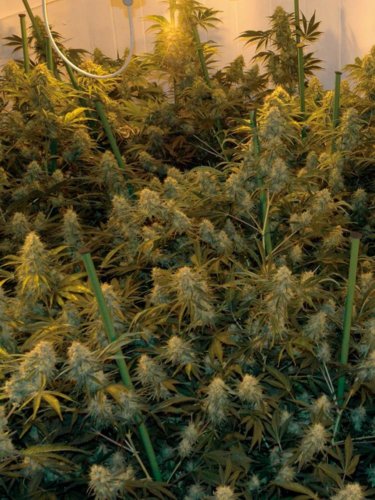 Llenar el espacio con el máximo número de cogollos