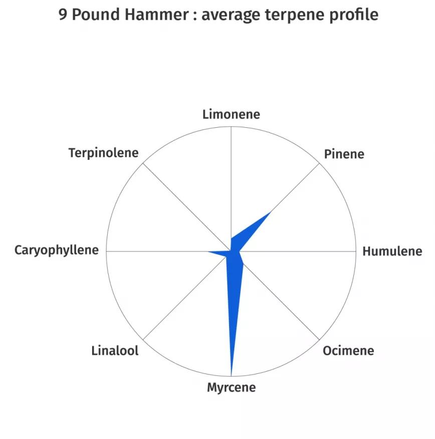 9 Pound Hammer:  Cruce de Gooberry, Hell’s OG y Jack the Ripper. Viene con un potente olor a tierra y cítrico que se percibe al exhalar. Los terpenos que triunfan aquí son el pineno y el mirceno. Viene ideal para bajar el estrés y suavizar los dolores.