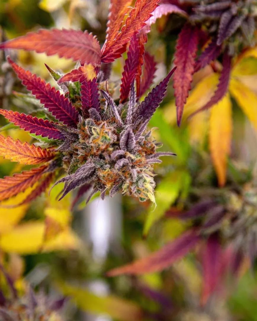 Crunch Berries de Sutra Photography