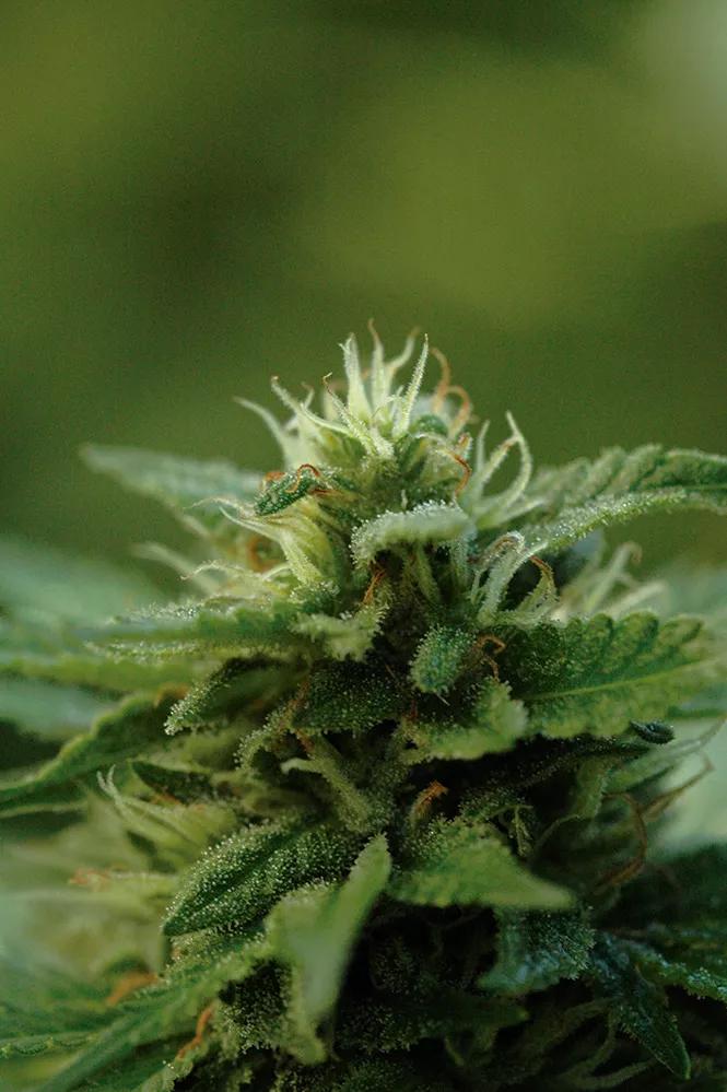 Las plantas acumulan nutrientes de reserva en los primeros meses, que usarán después durante la floración