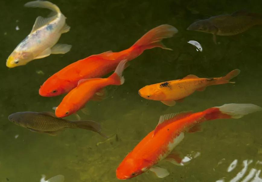 Un estanque de carpas es un sistema barato de producir el propio abono ecológico