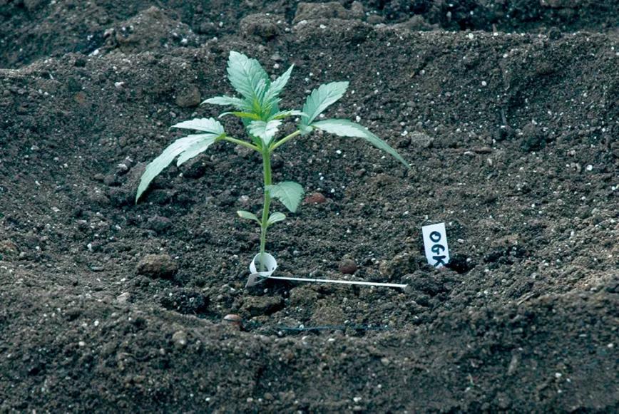 Las variedades automáticas necesitan espacio