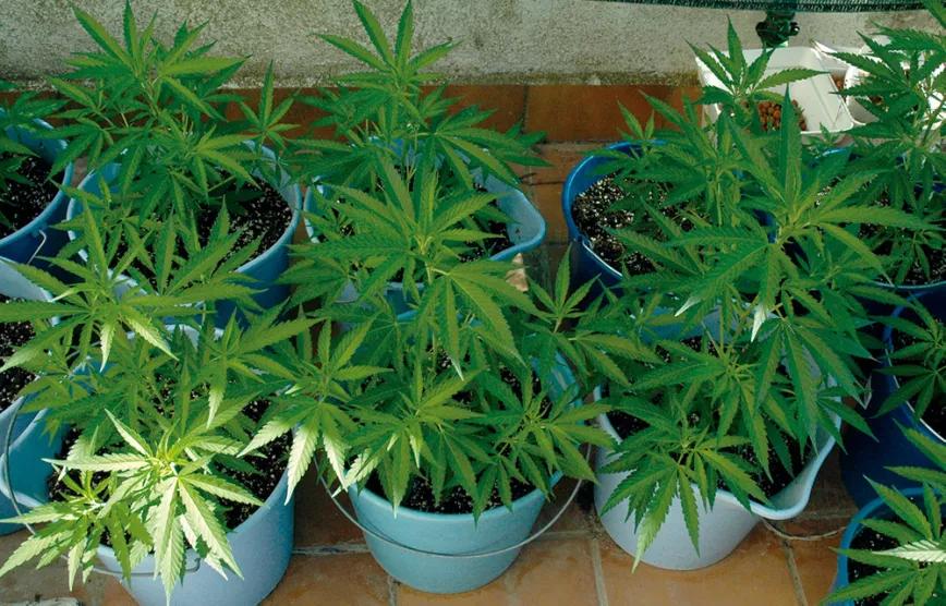 Plantas de treinta o cuarenta centímetros