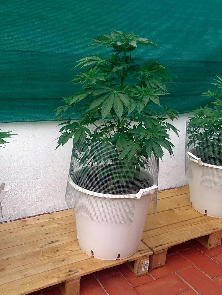 Maceta con malla para proteger la planta de los gatos