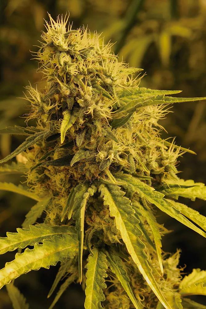 Los cogollos densos son delicados