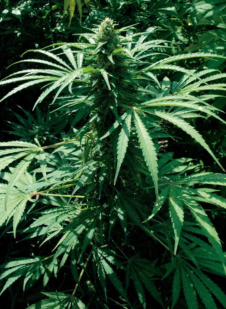 Las plagas atacan menos a las plantas sanas. 