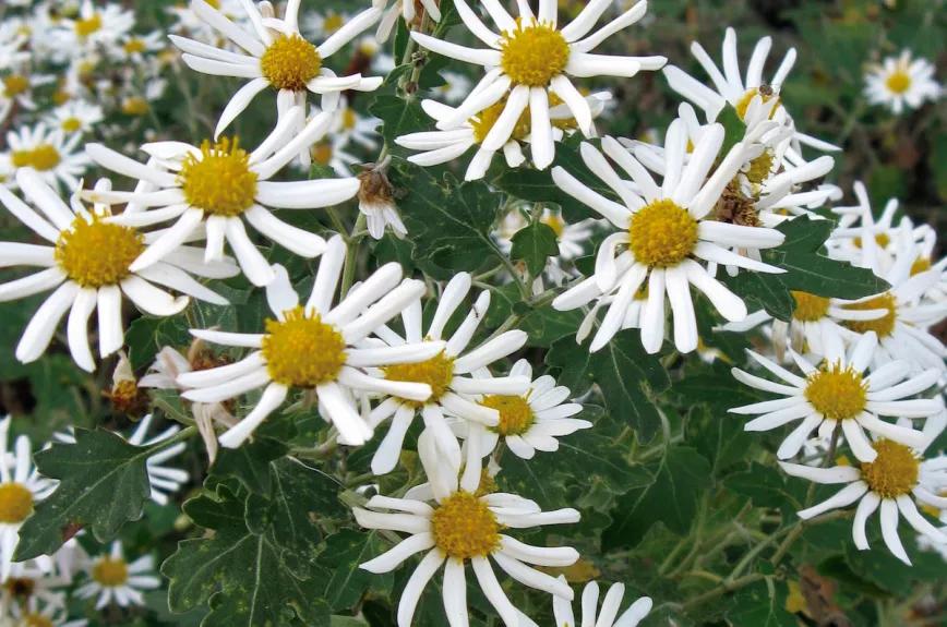 Pelitre entre cannabis. 