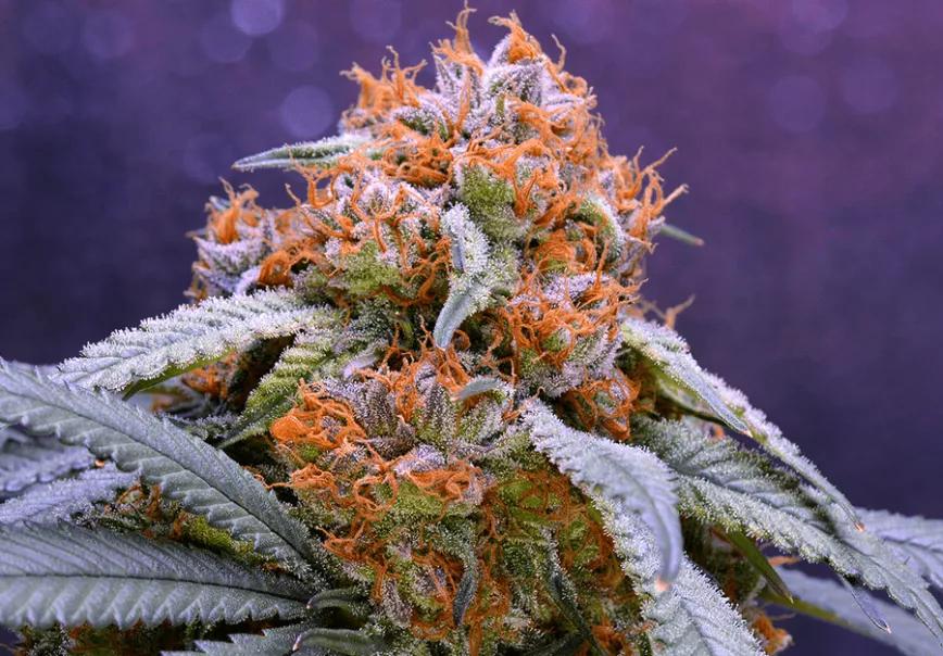 GRANDDADDY PURPLE: Ya sea estrés, dolor o ganas de dormir, esta variedad es una de las más populares para alcanzar cualquiera de esos tres estados. Relajación física y mental.