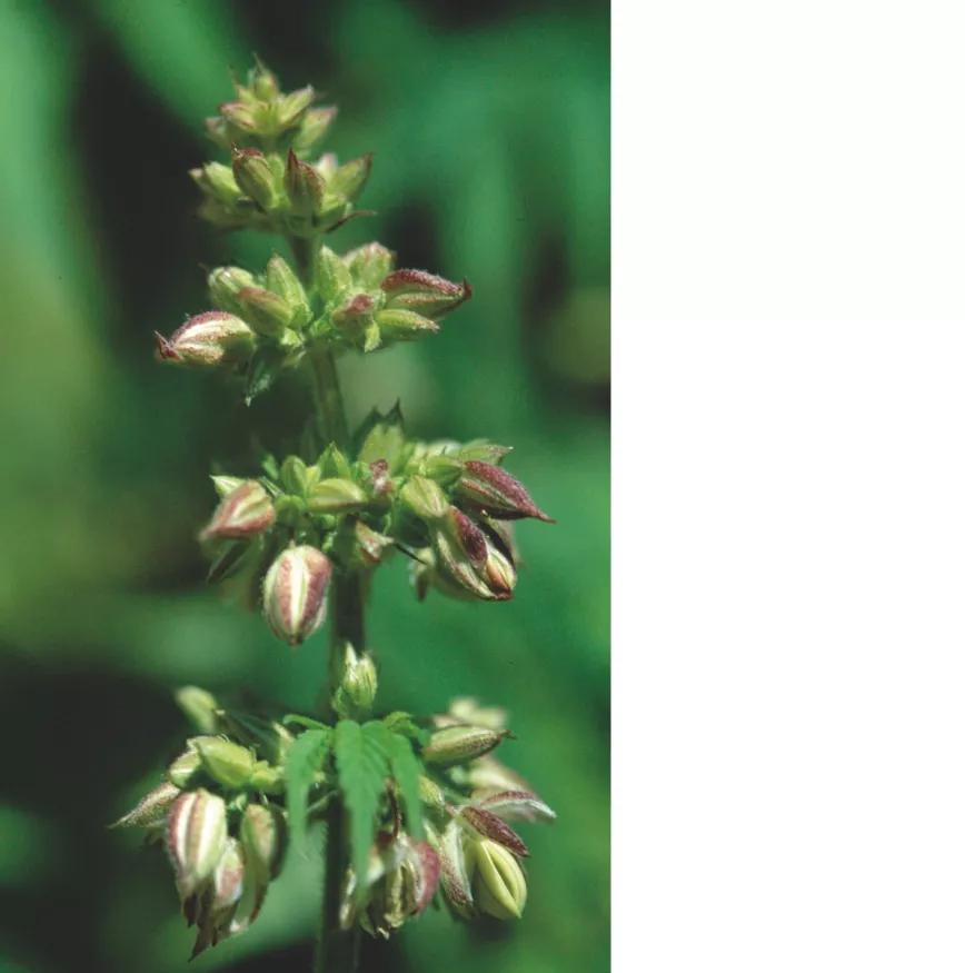 Flores macho abiertas