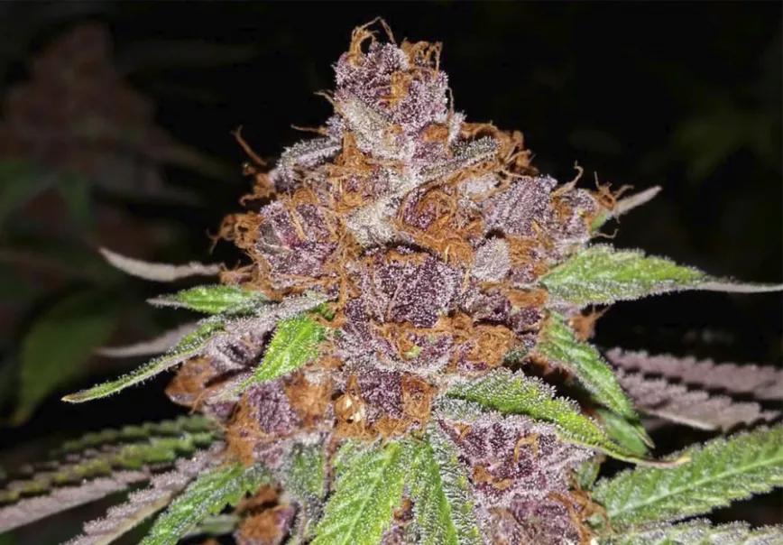 PURPLE URKLE: Si quieres tomar directo la autopista hacia el sueño, esta variedad es bastante recomendable. Efectos sedativos que entran rápido que se mezclan con el sabor a baya de esta magnífica variedad.
