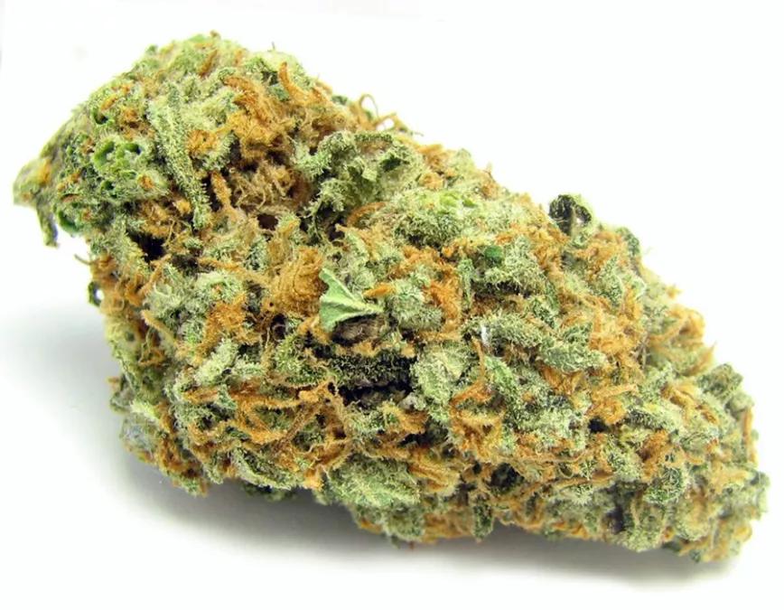 GREEN CRACK: Es una buena yerba mañanera por varias razones como la de reducir la fatiga o ayudar a mantener la atención. Que tenga un sabor residual a mango también ayuda a mantenerse en pie. Su THC medio es de 15 al 18%.