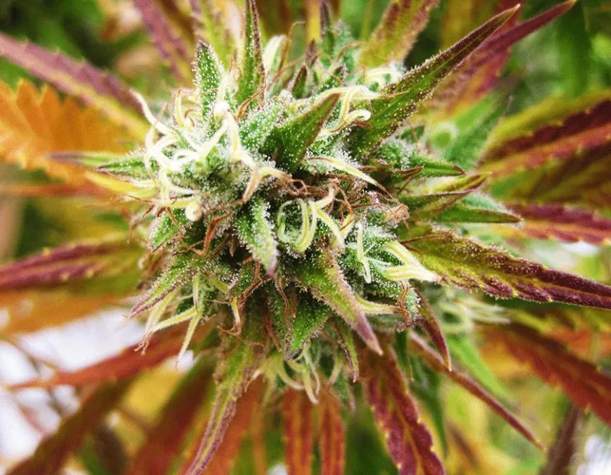 LEMON KUSH: Se dice que fomenta la creatividad y el pensamiento crítico. Su 17 a 22% de media de THC ayuda en el proceso. Es una variedad para media mañana, por si pierdes fuelle durante la dura jornada laboral.