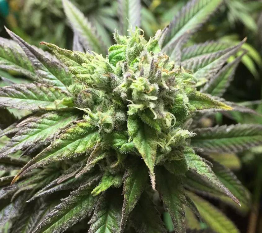 ACDC: Si no quieres nada de THC esta variedad es CBD en cantidades bajas. Ideal para andar suave por tu relación sin la presión de sentirte colocado. La media de CBD de esta planta se sitúa en 10-15%.