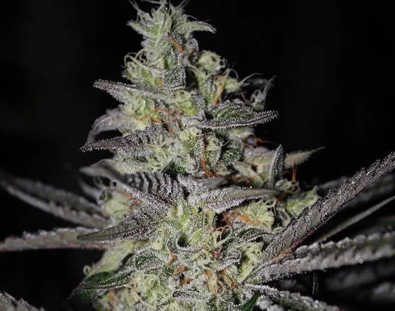 BIG SMOOTH: Si tu introversión también viene acompañada de timidez, esta variedad te da un pequeño empujón para que superes la segunda. Relajación, euforia y pequeña sedación ayuda a que puedas verbalizar de manera efectiva todo lo que te gustaría contar pero que la timidez no te deja. 17-22% de THC de media.