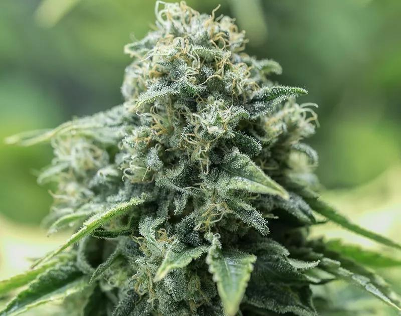 CBD CRITICAL MASS: Si te preocupan cuestiones como que la introversión se convierta en paranoia, esta variedad carga con CBD y reduce el THC de modo que puedas esquivar esa bala.