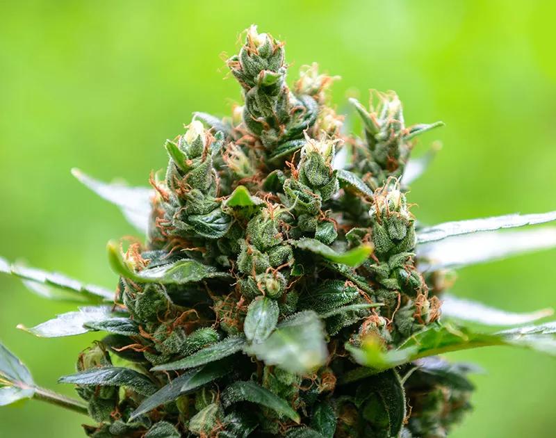 PINNEAPLE EXPRESS: Es ideal para acompañar actividades solitarias o creativas. Sabor a tazón de frutas tropicales, pinnaple tiene una media de 15-19%THC.