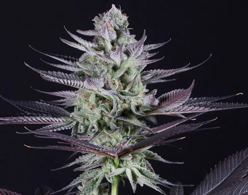 BLUEBERRY COOKIES: Sedación que no abruma los sentidos, esta variedad está emparentada con Blueberry Tahoe y Thin Mint GSC. Aprovecha esos momentos en los que andas a solas para disfrutar de su sabor. Media de 13-17% THC.