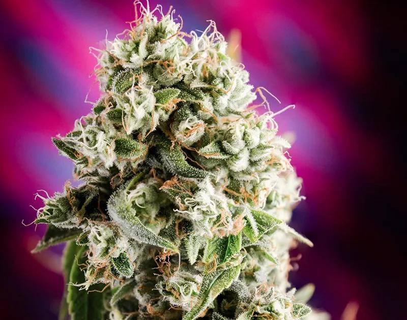 QUANTUM KUSH: Efectos eufóricos y de relajación con esta variedad de alto THC (media de 16-21%). Es una buena elección cuando la presión del mundo real se te viene encima.
