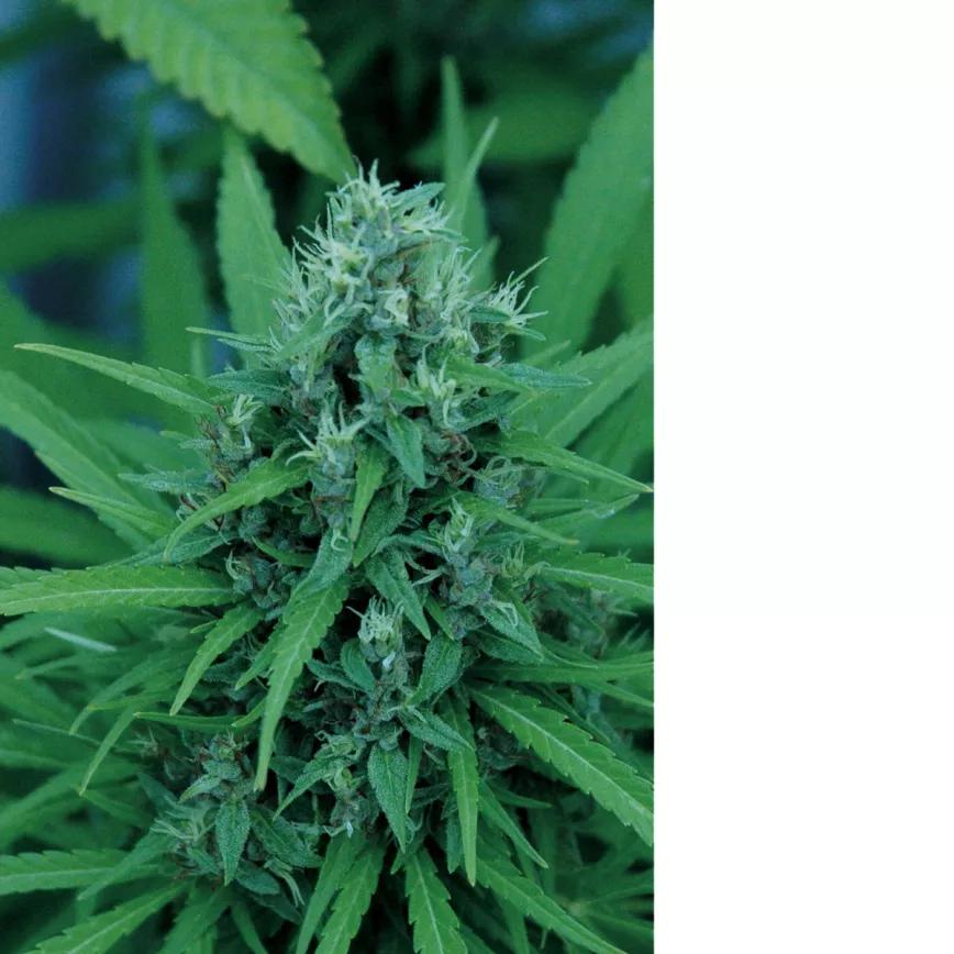 Resina en las flores