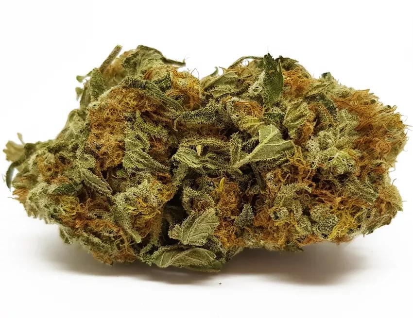 RINGO’S GIFT: Es un cruce entre AC/DC y Harle-Tsu, otra variedad con alto contenido en CBD. Se llama Ringo’s Gift gracias a la persona que la “creó”, Lawrence Ringo, un activista que siempre a promovido el uso terapéutico del cannabis con CBD.