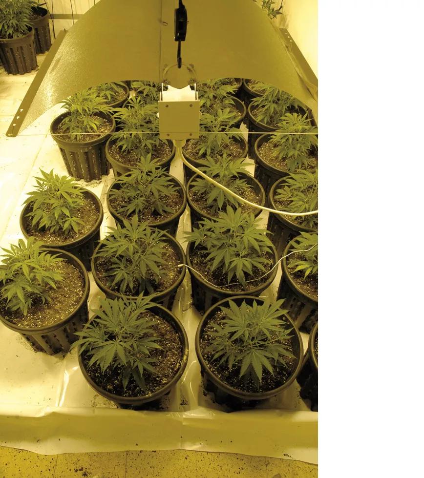 Pocas plantas y macetas grandes