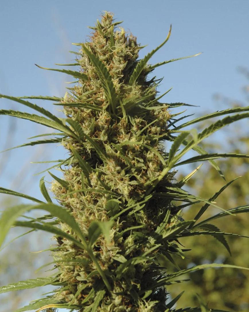 Durban, sativa temprana