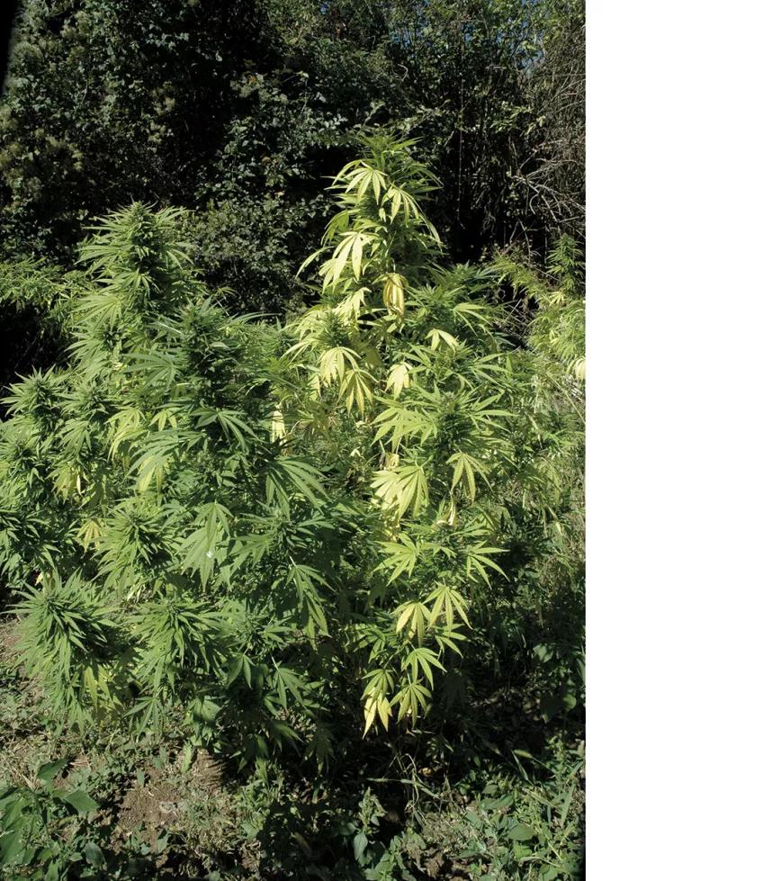 Cada planta tienes sus necesidades, comparación