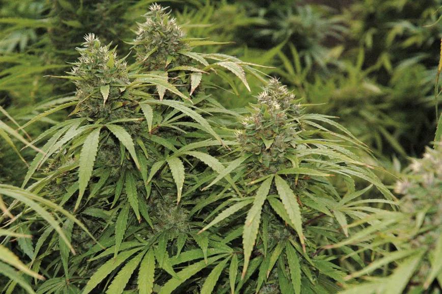 Manchas al final de la floración