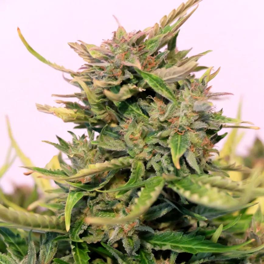DOUBLE DREAM:  Sativa creada con un cruce de Blue Dream con Dream Star. Su complejo sabor pega con tonos a flores y picantes notas en el fondo. La media de THC es alta (17-21%).