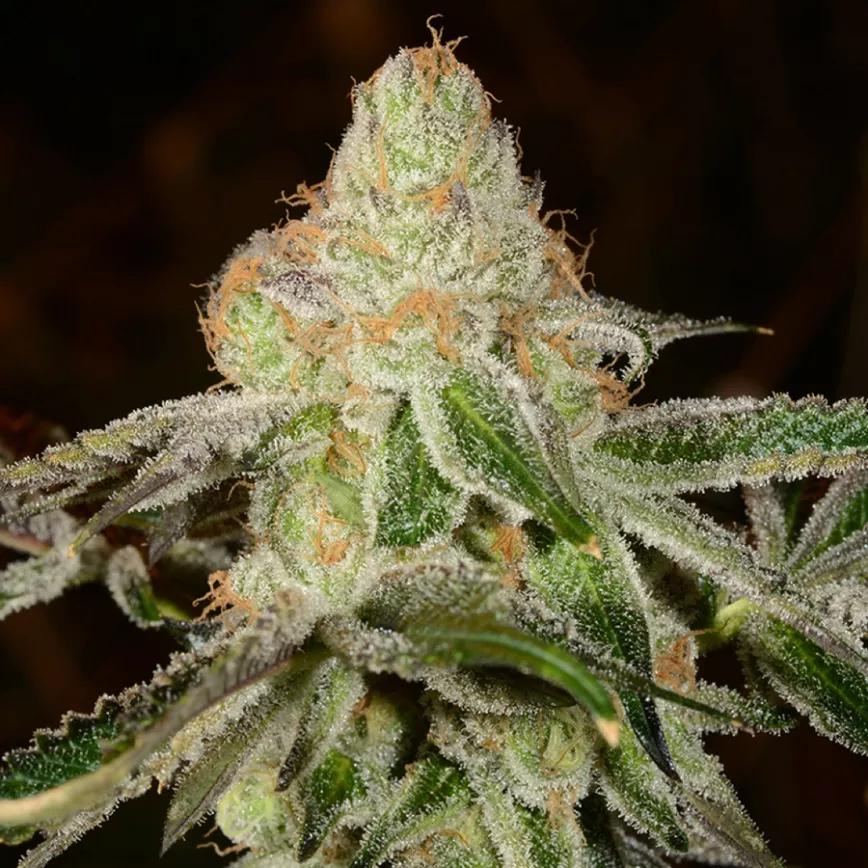 PLATINUM GSC: Esta variedad es conocida por sus premios. Picantes sabores a frutas se te van a colar en el paladar con esta variedad de dominante en THC (15-21% de media). Es una variedad más potente de lo que parece y es buscada por gente que quiere aliviar el dolor.