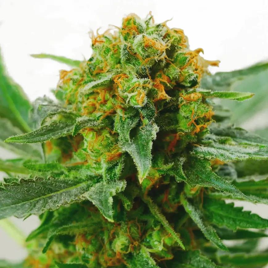 JACK HERER: Poco más se puede decir de esta famosísima marca. Un THC de entre el 15 y el 20% de THC promete una tarde de sabores exóticos y rotundos. Una híbrida que roza lo mítico, cruce de Northern Lights #5 y Shiva Skunk.