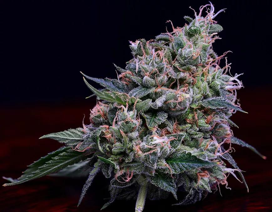 DOGWALKER OG: Fuerte y pegajoso olor que te acompaña en este viaje psicoactivo de calidad. Calorcito reconfortante para cuando comience lo más duro de este duro otoño.