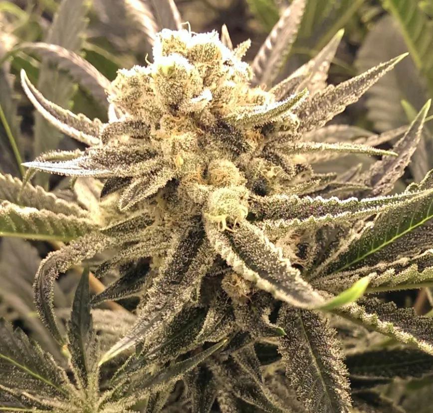 CHERNOBYL: El sabor de esta variedad debería ser a sótano y a serie de HBO, pero no es así. Cítricos que te ayudan a elevarte como si fueses en un globo aerostático.