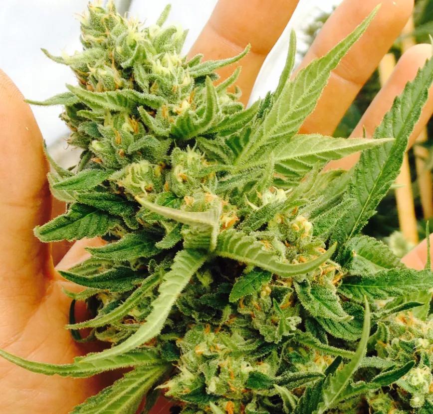 DREAM QUEEN: Mientras estás en tus cosas Deam Queen te transporta a un lugar mejor donde los ríos son de leche, la vida eterna y las preocupaciones algo que uno no puede recordar.