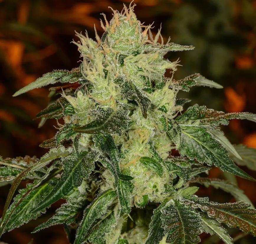 STRAWBERRY COUGH: Euforia y actividad cerebral profunda. A veces se reporta paranoia y ansiedad al que la toma. Si no eres de los que le da el mal mayor con esto, es una buena variedad para la mente.