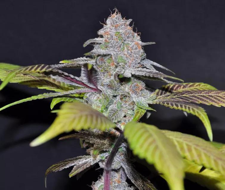 DJ short Blueberry: Si las frutas son los dulces de la naturaleza, DJ short Blueberry es el dulce para los dulces. Vibra relajante potente para una día de chill.